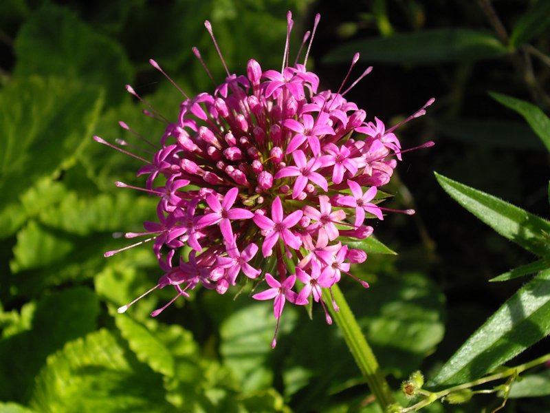 Phuopsis stylosa photo